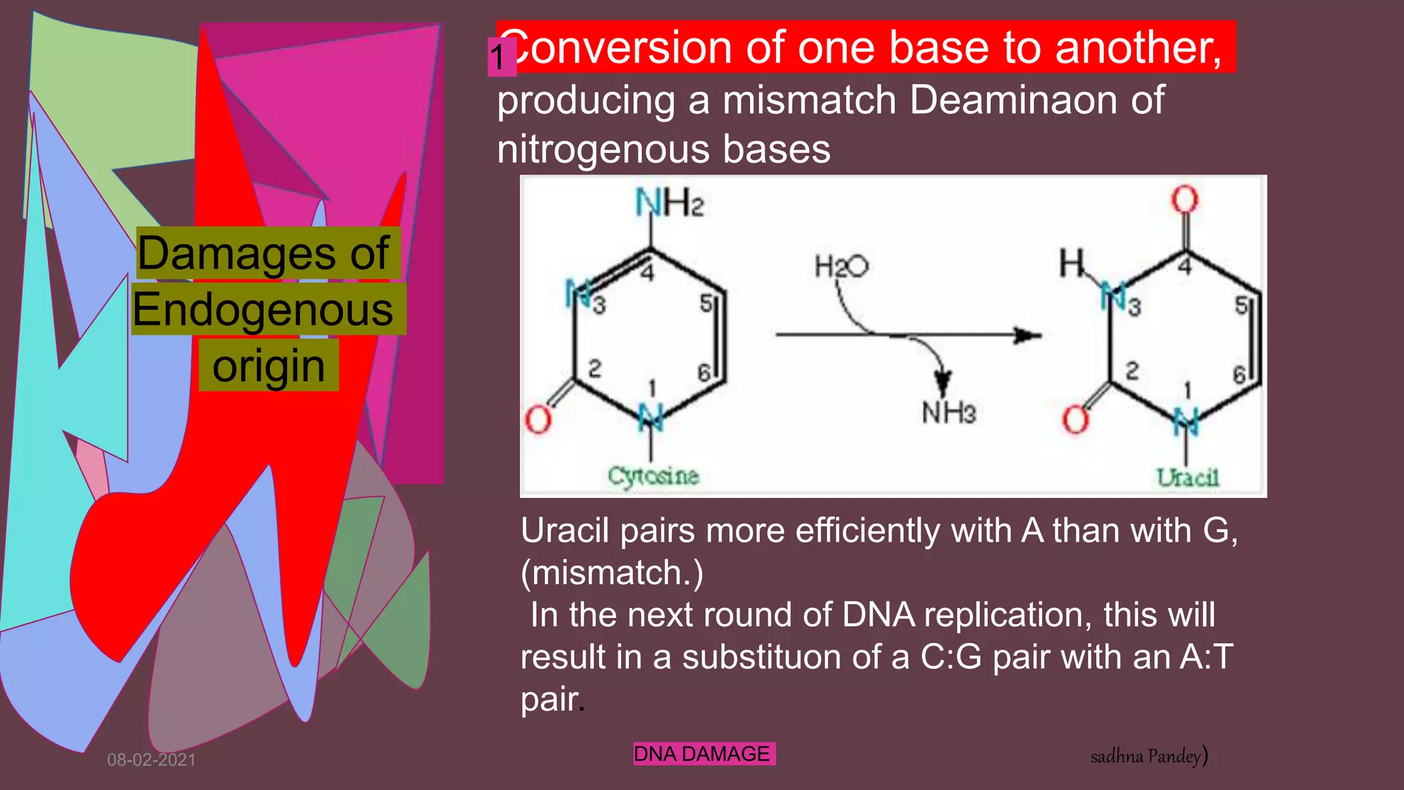 08-02-2021 DNA DAMAGE sadhna Pandey)
Conversion of one base to another,
producing a mismatch Deaminaon of
nitrogenous bases
Uracil pairs more efficiently with A than with G,
(mismatch.)
In the next round of DNA replication, this will
result in a substituon of a C:G pair with an A:T
pair.
1
Damages of
Endogenous
origin
 