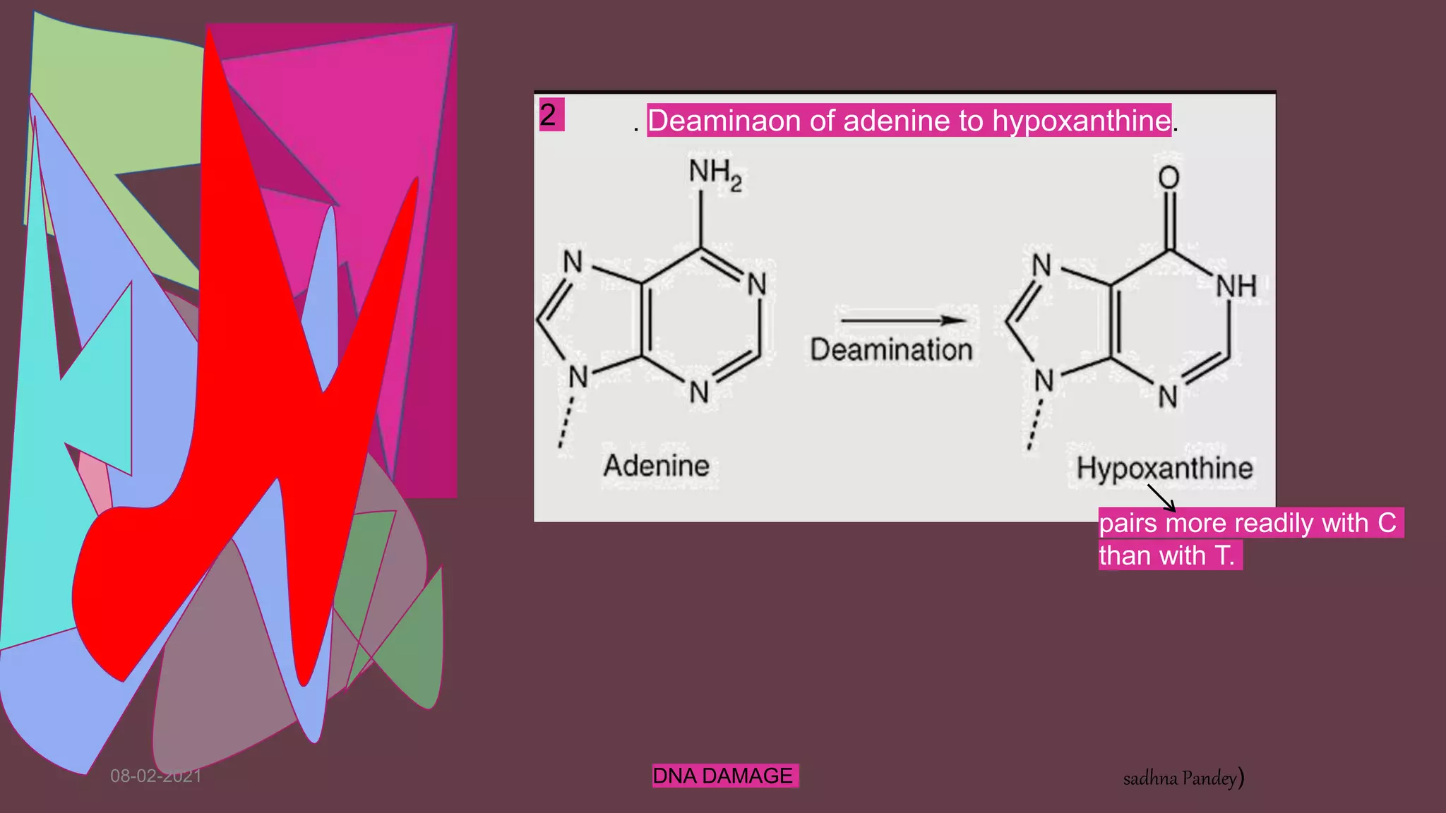 08-02-2021 DNA DAMAGE sadhna Pandey)
2 . Deaminaon of adenine to hypoxanthine.
pairs more readily with C
than with T.
 