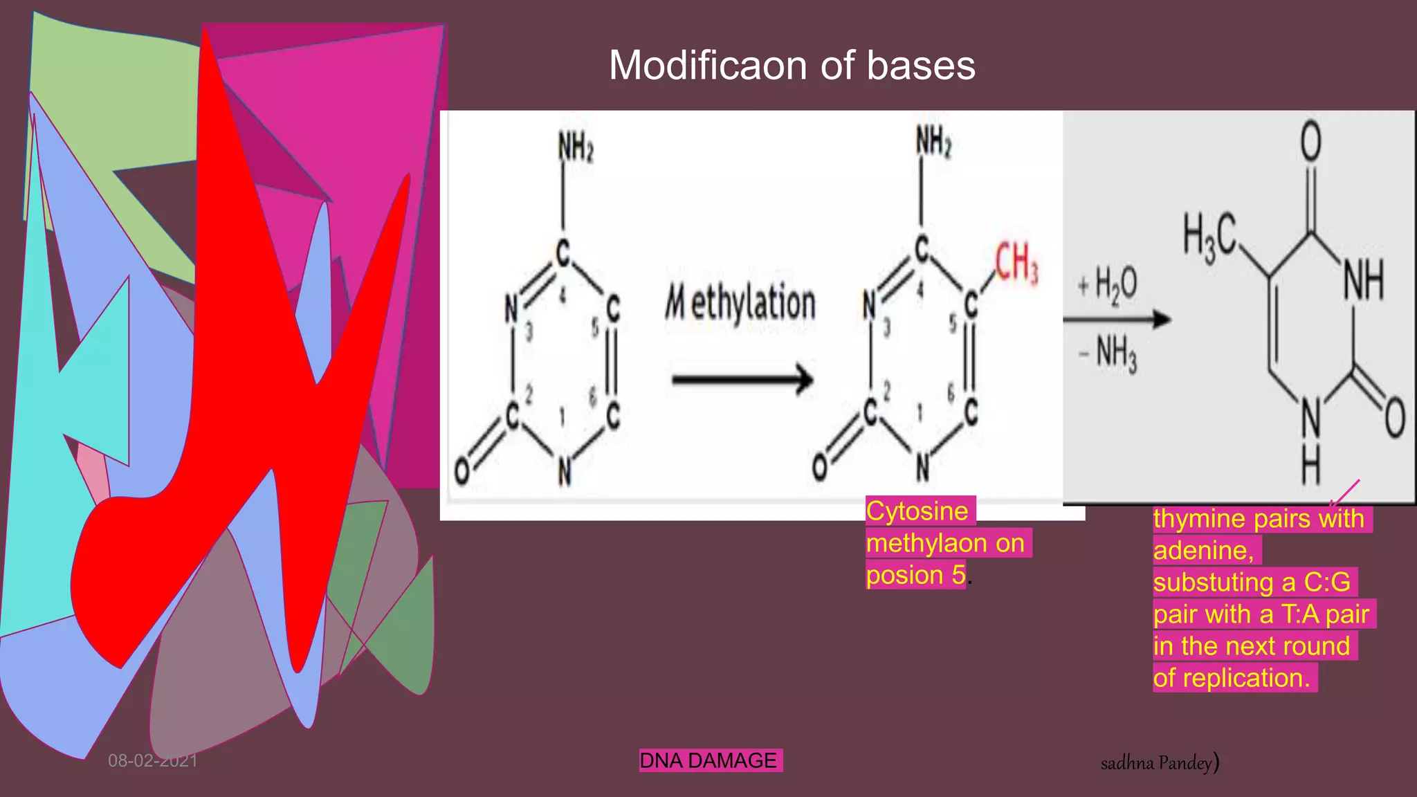 08-02-2021 DNA DAMAGE sadhna Pandey)
Cytosine
methylaon on
posion 5.
Modificaon of bases
thymine pairs with
adenine,
substuting a C:G
pair with a T:A pair
in the next round
of replication.
 