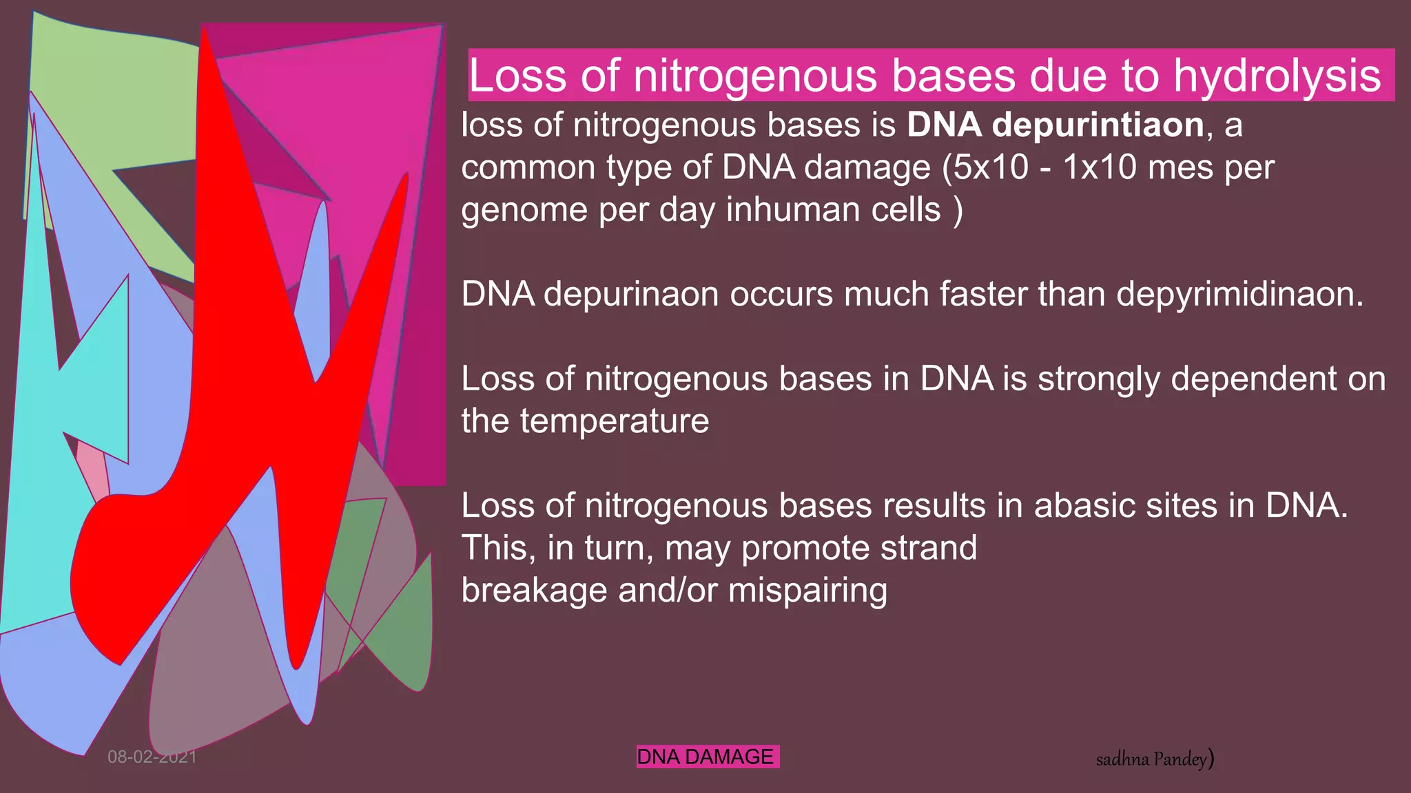 08-02-2021 DNA DAMAGE sadhna Pandey)
Loss of nitrogenous bases due to hydrolysis
loss of nitrogenous bases is DNA depurintiaon, a
common type of DNA damage (5x10 - 1x10 mes per
genome per day inhuman cells )
DNA depurinaon occurs much faster than depyrimidinaon.
Loss of nitrogenous bases in DNA is strongly dependent on
the temperature
Loss of nitrogenous bases results in abasic sites in DNA.
This, in turn, may promote strand
breakage and/or mispairing
 