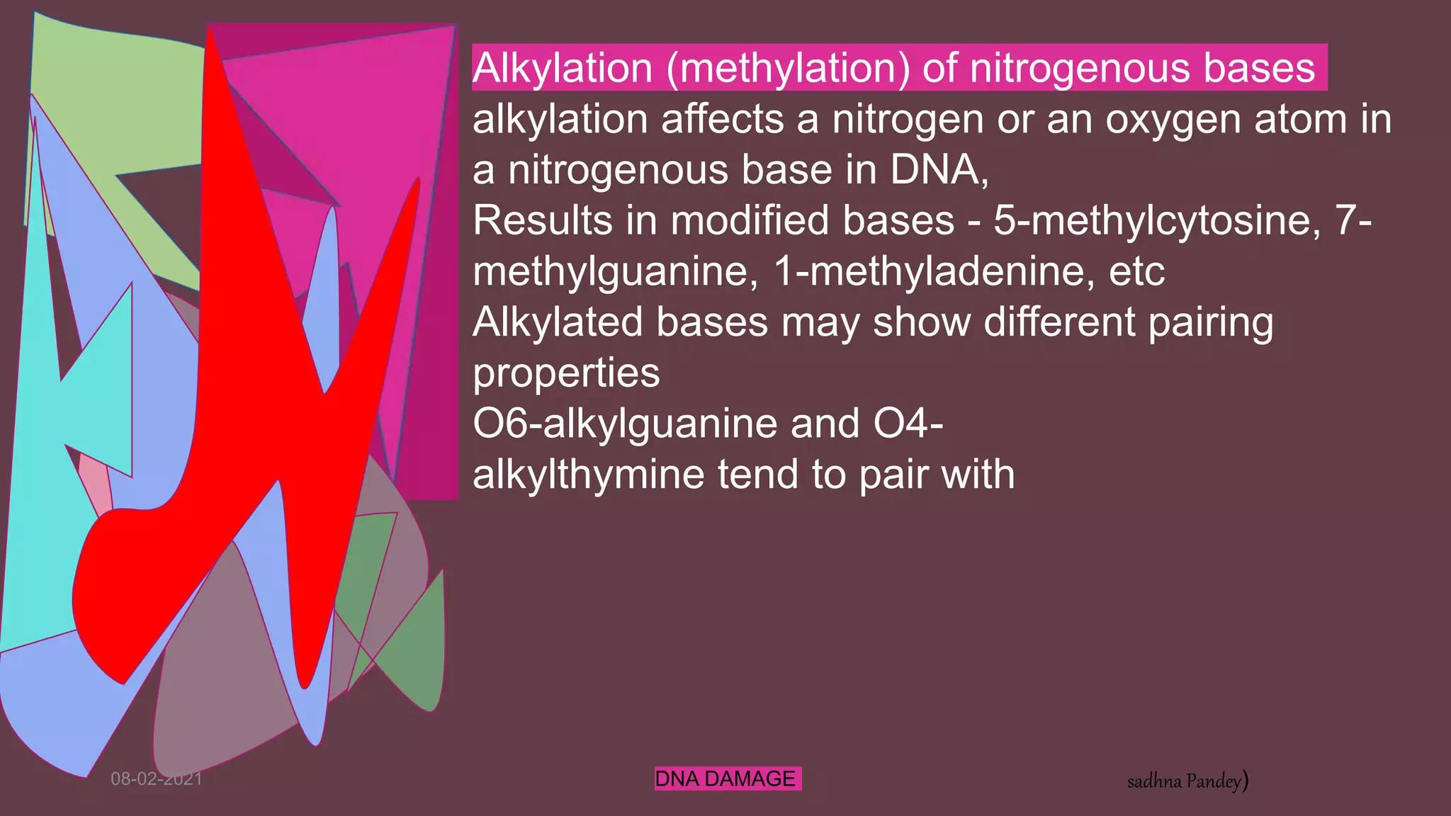 08-02-2021 DNA DAMAGE sadhna Pandey)
Alkylation (methylation) of nitrogenous bases
alkylation affects a nitrogen or an oxygen atom in
a nitrogenous base in DNA,
Results in modified bases - 5-methylcytosine, 7-
methylguanine, 1-methyladenine, etc
Alkylated bases may show different pairing
properties
O6-alkylguanine and O4-
alkylthymine tend to pair with
 