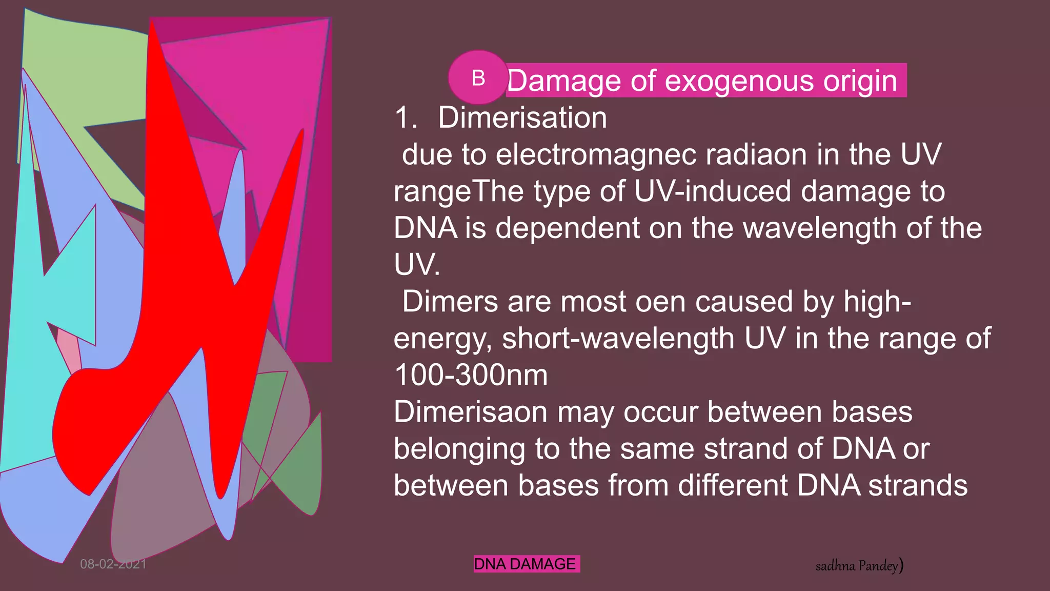 08-02-2021 DNA DAMAGE sadhna Pandey)
. Damage of exogenous origin
1. Dimerisation
due to electromagnec radiaon in the UV
rangeThe type of UV-induced damage to
DNA is dependent on the wavelength of the
UV.
Dimers are most oen caused by high-
energy, short-wavelength UV in the range of
100-300nm
Dimerisaon may occur between bases
belonging to the same strand of DNA or
between bases from different DNA strands
B
 