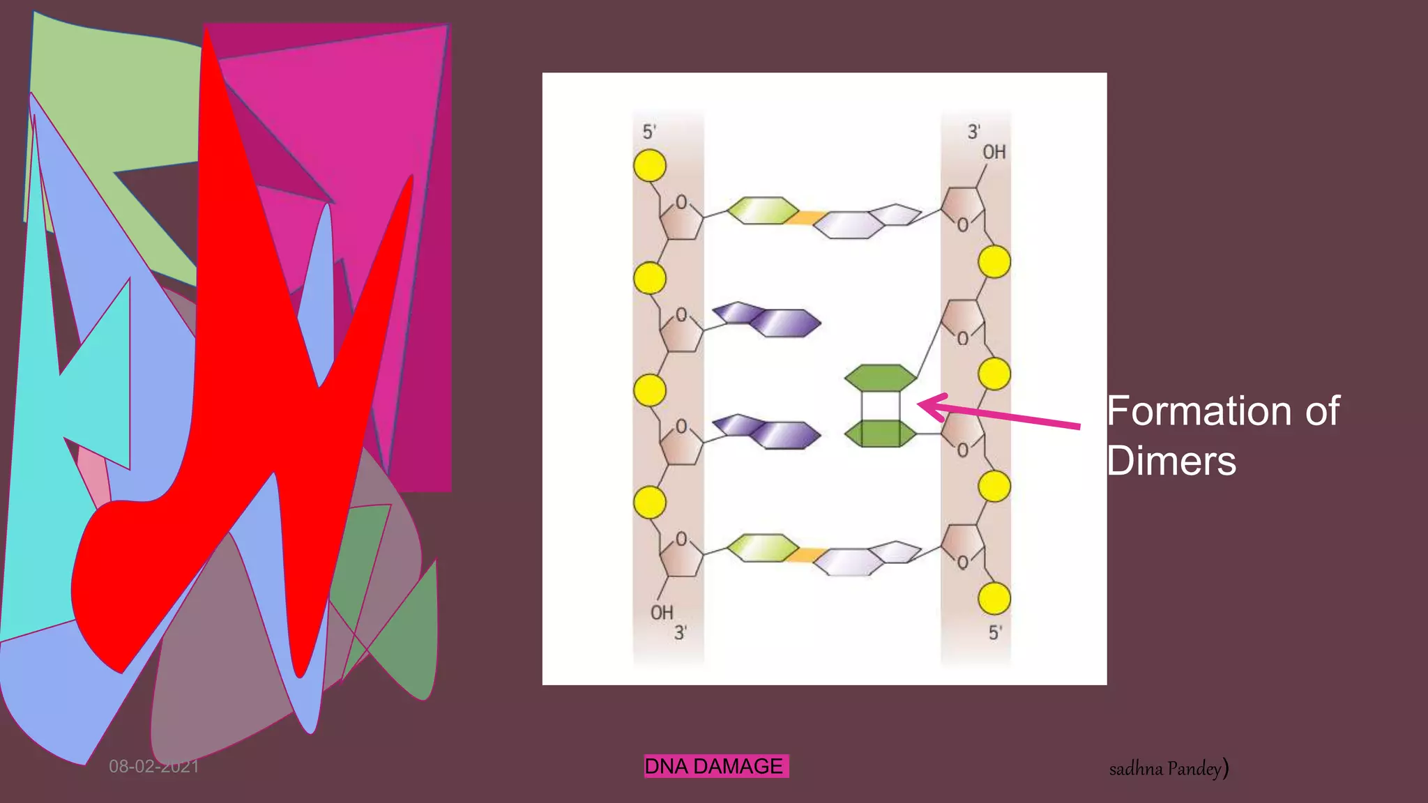 08-02-2021 DNA DAMAGE sadhna Pandey)
Formation of
Dimers
 