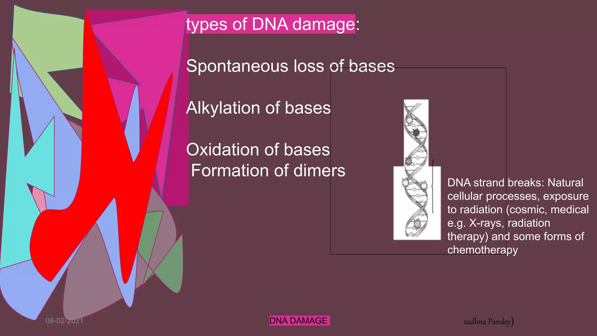 08-02-2021 DNA DAMAGE sadhna Pandey)
types of DNA damage:
Spontaneous loss of bases
Alkylation of bases
Oxidation of bases
Formation of dimers
DNA strand breaks: Natural
cellular processes, exposure
to radiation (cosmic, medical
e.g. X-rays, radiation
therapy) and some forms of
chemotherapy
 