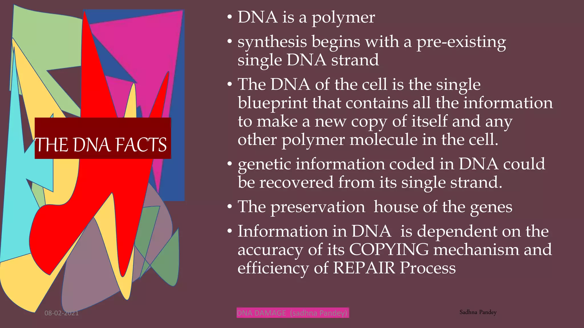 08-02-2021 DNA DAMAGE (sadhna Pandey) Sadhna Pandey
• DNA is a polymer
• synthesis begins with a pre-existing
single DNA strand
• The DNA of the cell is the single
blueprint that contains all the information
to make a new copy of itself and any
other polymer molecule in the cell.
• genetic information coded in DNA could
be recovered from its single strand.
• The preservation house of the genes
• Information in DNA is dependent on the
accuracy of its COPYING mechanism and
efficiency of REPAIR Process
THE DNA FACTS
 