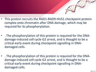 Dna damage checkpoints | PPTX