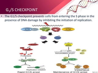 Dna damage checkpoints | PPTX