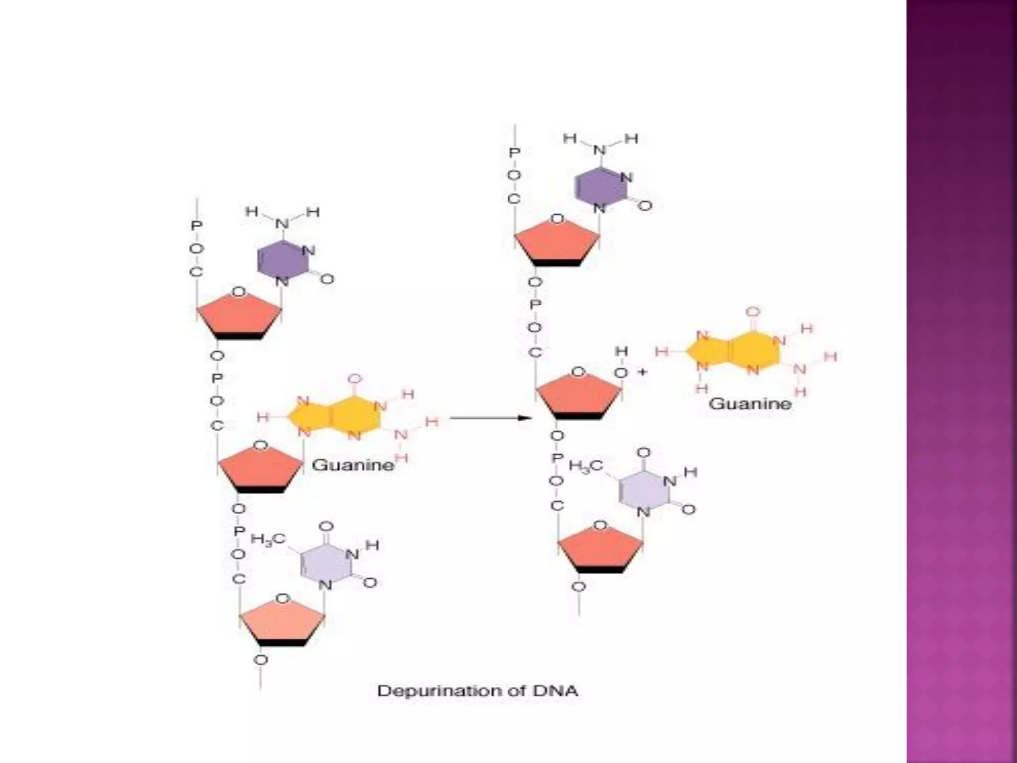 Dna damage Biology Diagrams