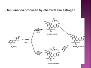 •Depurination produced by chemical like estrogen
 
