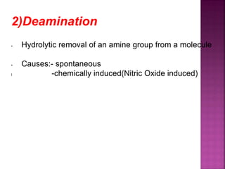 2)Deamination
• Hydrolytic removal of an amine group from a molecule
• Causes:- spontaneous
l -chemically induced(Nitric Oxide induced)
 