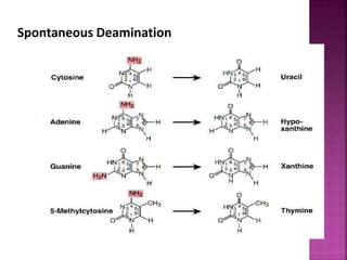 Spontaneous Deamination
 