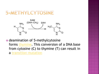  deamination of 5-methylcytosine
forms thymine. This conversion of a DNA base
from cytosine (C) to thymine (T) can result in
a transition mutation
 