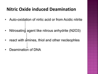 Nitric Oxide induced Deamination
• Auto-oxidation of nirtic acid or from Acidic nitrite
• Nitrosating agent like nitrous anhydrite (N2O3)
• react with amines, thiol and other necleophles
• Deamination of DNA
 