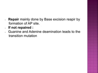 • Repair mainly done by Base excision reapir by
formation of AP site.
• If not repaired :
• Guanine and Adenine deamination leads to the
transition mutation
 