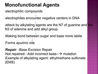 •electrophilic compounds
•electrophiles encounter negative centers in DNA
•attack by alkylating agents are the N7 of guanine and the
N3 of adenine and add alkyl group
•Making bond between sugar and base more labile
•Forms apurinic site
•Repair: -Base Excision Repair
•Not repaired: -Add incorrect base-- mutation
•Example of alkylating agent: ethylmethane sulfonate
(EMS)
Monofunctional Agents
 