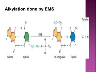 Alkylation done by EMS
 
