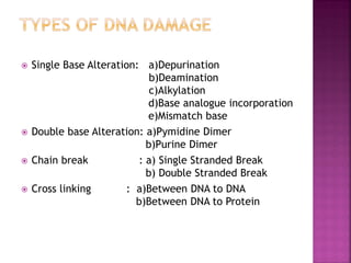  Single Base Alteration: a)Depurination
b)Deamination
c)Alkylation
d)Base analogue incorporation
e)Mismatch base
 Double base Alteration: a)Pymidine Dimer
b)Purine Dimer
 Chain break : a) Single Stranded Break
b) Double Stranded Break
 Cross linking : a)Between DNA to DNA
b)Between DNA to Protein
 