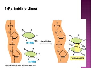 1)Pyrimidine dimer
 