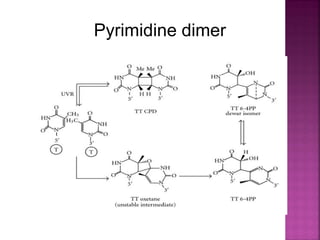 Pyrimidine dimer
 