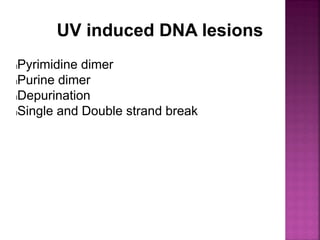 UV induced DNA lesions
lPyrimidine dimer
lPurine dimer
lDepurination
lSingle and Double strand break
 