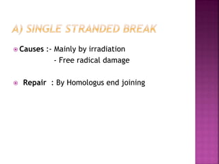  Causes :- Mainly by irradiation
- Free radical damage
 Repair : By Homologus end joining
 