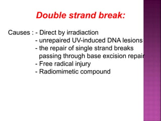 Double strand break:
Causes : - Direct by irradiaction
- unrepaired UV-induced DNA lesions
- the repair of single strand breaks
passing through base excision repair
- Free radical injury
- Radiomimetic compound
 