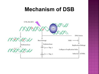 Mechanism of DSB
 