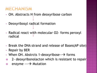 • OH. Abstracts H from deoxyribose carbon
• Deoxyribosyl radical formation
• Radical react with molecular O2- forms peroxyl
radical
• Break the DNA strand and release of Bases(AP site)
• Repair by BER
• When OH. Abstrcts 1-deoxyribose-- forms
 2- deoxyribonolacton which is resistant to repair
 enzyme --- Mutation
 