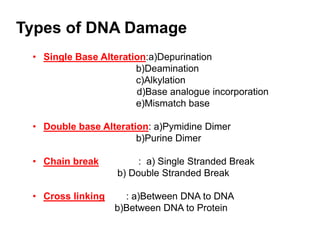 Types of DNA Damage
• Single Base Alteration:a)Depurination
b)Deamination
c)Alkylation
d)Base analogue incorporation
e)Mismatch base
• Double base Alteration: a)Pymidine Dimer
b)Purine Dimer
• Chain break : a) Single Stranded Break
b) Double Stranded Break
• Cross linking : a)Between DNA to DNA
b)Between DNA to Protein
 