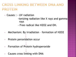 • Causes : - UV radiation
-ionizing radiation like X rays and gamma
rays
- Free radical like H2O2 and OH.
• Mechanism: By irradiation – formation of H2O2
• Protein peroxidation occur
• Fornation of Protein hydroperoxide
• Causes cross linking with DNA
 