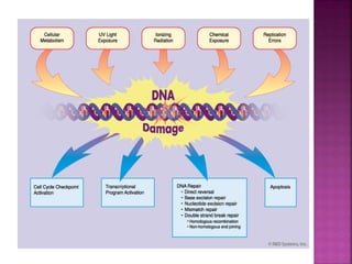 Dna damage 