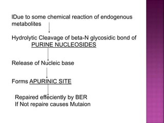 lDue to some chemical reaction of endogenous
metabolites
Hydrolytic Cleavage of beta-N glycosidic bond of
PURINE NUCLEOSIDES
Release of Nucleic base
Forms APURINIC SITE
Repaired effeciently by BER
If Not repaire causes Mutaion
 