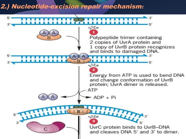DNA damage and repair mechanism | PPT