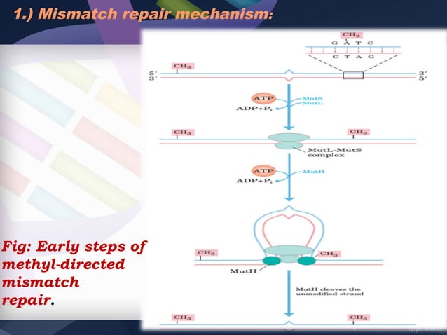 DNA damage and repair mechanism | PPT