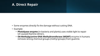 DNA Damage & Repair (A comprehensive lecture).pptx