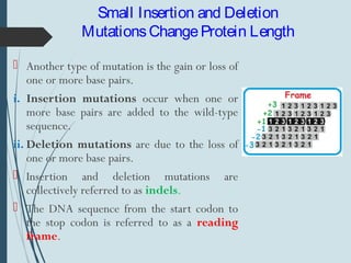 Small Insertion and Deletion
MutationsChangeProtein Length
 Another type of mutation is the gain or loss of
one or more base pairs.
i. Insertion mutations occur when one or
more base pairs are added to the wild-type
sequence.
ii. Deletion mutations are due to the loss of
one or more base pairs.
 Insertion and deletion mutations are
collectively referred to as indels.
 The DNA sequence from the start codon to
the stop codon is referred to as a reading
frame.
 