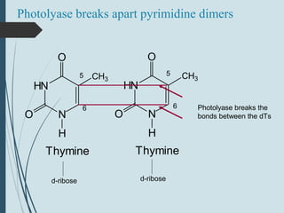 Photolyase breaks apart pyrimidine dimers
N
HN
H
O
O
CH3
Thymine
N
HN
H
O
O
CH3
Thymine
d-ribose d-ribose
55
6 6 Photolyase breaks the
bonds between the dTs
 