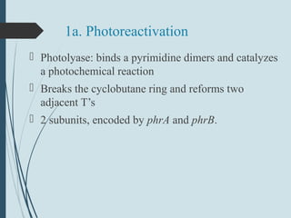 1a. Photoreactivation
 Photolyase: binds a pyrimidine dimers and catalyzes
a photochemical reaction
 Breaks the cyclobutane ring and reforms two
adjacent T’s
 2 subunits, encoded by phrA and phrB.
 