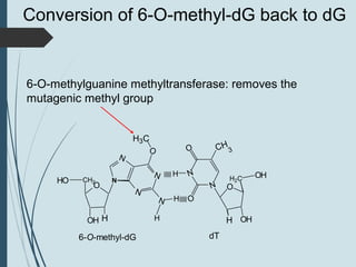 N
N
N
N
N
O
N
N
O
O CH3
O
OH
CH2HO
H
O
OH
H2C OH
H
H
H
|||||
|||||
6-O-methyl-dG dT
H3C
H
6-O-methylguanine methyltransferase: removes the
mutagenic methyl group
Conversion of 6-O-methyl-dG back to dG
 