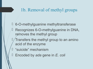 1b. Removal of methyl groups
 6-O-methylguanine methyltransferase
 Recognizes 6-O-methylguanine in DNA,
removes the methyl group
 Transfers the methyl group to an amino
acid of the enzyme
 “suicide” mechanism
 Encoded by ada gene in E. coli
 