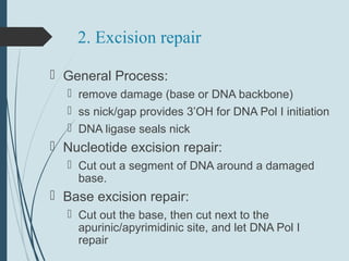 2. Excision repair
 General Process:
 remove damage (base or DNA backbone)
 ss nick/gap provides 3’OH for DNA Pol I initiation
 DNA ligase seals nick
 Nucleotide excision repair:
 Cut out a segment of DNA around a damaged
base.
 Base excision repair:
 Cut out the base, then cut next to the
apurinic/apyrimidinic site, and let DNA Pol I
repair
 