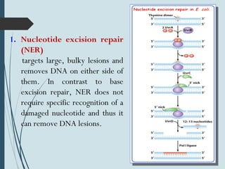 1. Nucleotide excision repair
(NER)
targets large, bulky lesions and
removes DNA on either side of
them. In contrast to base
excision repair, NER does not
require specific recognition of a
damaged nucleotide and thus it
can remove DNA lesions.
 