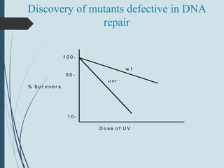 Discovery of mutants defective in DNA
repair
1 0 0 -
w t
5 0 -
u vr -
% Su r vivo r s
1 0 -
D o se o f U V
 
