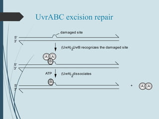 UvrABC excision repair
5'
3'
damaged site
5'
3'
A A
B
5'
3'
A A
B
+
(UvrA) UvrB recognizes the damaged site2
(UvrA) dissociates
2
ATP
 
