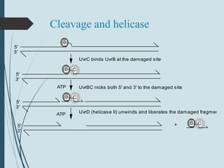 Cleavage and helicase
5'
3'
B
C
5'
3'
B
C
5'
3'
B
C5'
3'
B+
UvrC binds UvrB at the damaged site
UvrBC nicks both 5' and 3' to the damaged site
UvrD (helicase II) unwinds and liberates the damaged fragmentATP
ATP
 