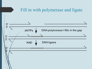 Fill in with polymerase and ligate
5'
3'
5'
3'
5'
3'
DNA polymerase I fills in the gapdNTPs
NAD DNA ligase
 