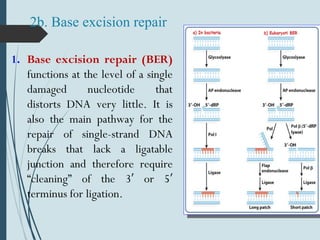 2b. Base excision repair
1. Base excision repair (BER)
functions at the level of a single
damaged nucleotide that
distorts DNA very little. It is
also the main pathway for the
repair of single-strand DNA
breaks that lack a ligatable
junction and therefore require
“cleaning” of the 3 or 5′ ′
terminus for ligation.
 