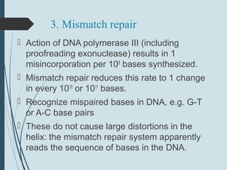3. Mismatch repair
 Action of DNA polymerase III (including
proofreading exonuclease) results in 1
misincorporation per 108
bases synthesized.
 Mismatch repair reduces this rate to 1 change
in every 1010
or 1011
bases.
 Recognize mispaired bases in DNA, e.g. G-T
or A-C base pairs
 These do not cause large distortions in the
helix: the mismatch repair system apparently
reads the sequence of bases in the DNA.
 