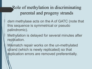 Role of methylation in discriminating
parental and progeny strands
 dam methylase acts on the A of GATC (note that
this sequence is symmetrical or pseudo
palindromic).
 Methylation is delayed for several minutes after
replication.
 Mismatch repair works on the un-methylated
strand (which is newly replicated) so that
replication errors are removed preferentially.
 