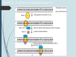 MutH, L, S action in mismatch repair #1
 